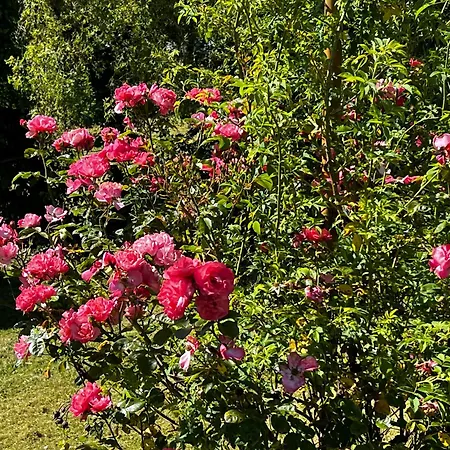 Eifeleule Hürtgenwald