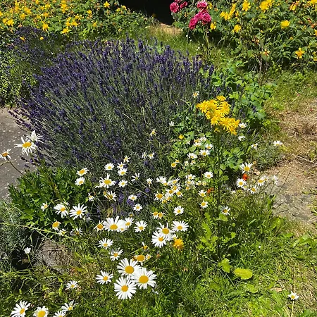 Eifeleule Apartman *