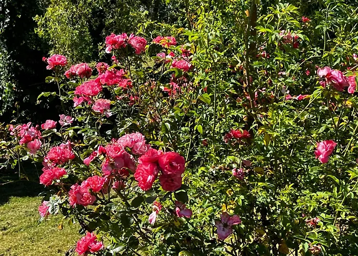 Eifeleule Hürtgenwald